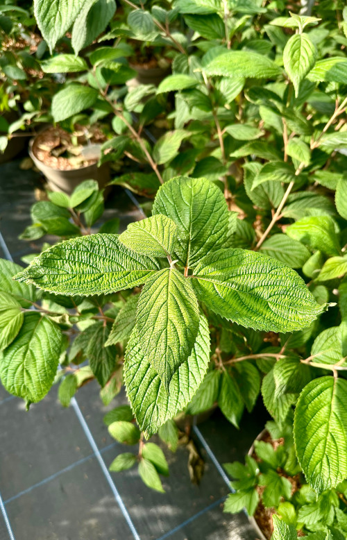 Viburnum plicatum f. tomentosum 'Mariesii' - 10Litre