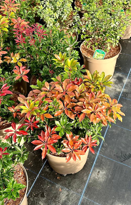 Pieris Japonica 'Forest Flame' - 10Litre