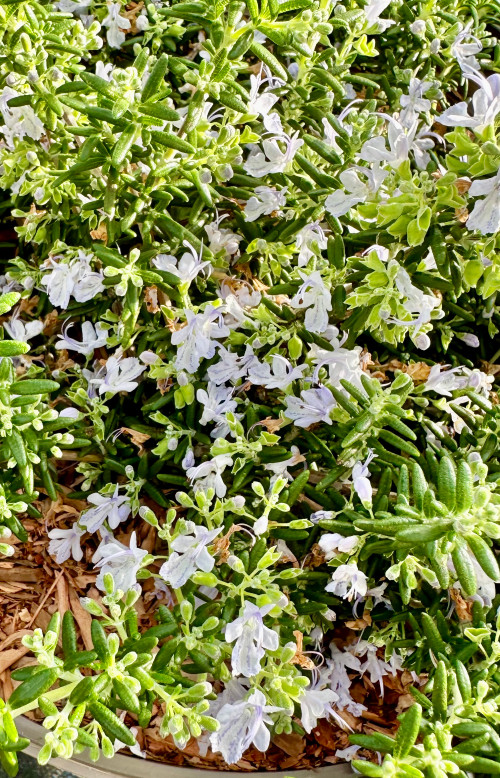 Rosmarinus officinalis (Salvia rosmarinus) 'Prostratus' - 10Litre