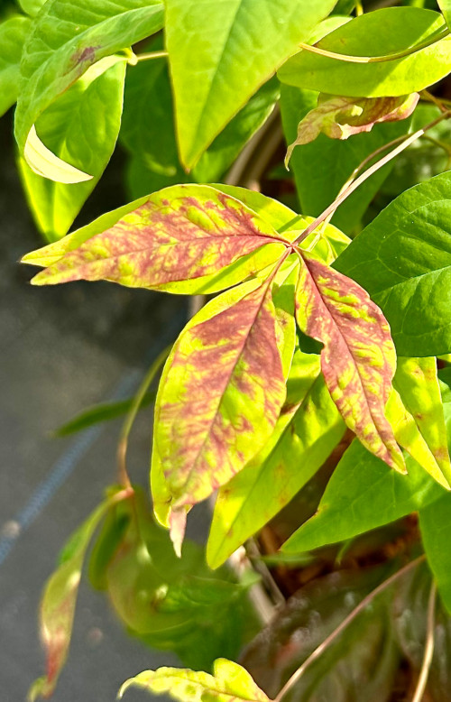 Nandina domestica 'Fire Power'