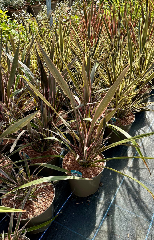 Phormium Pink Stripe - 10Litre