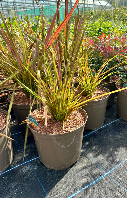 Phormium 'Jester' - 10Litre