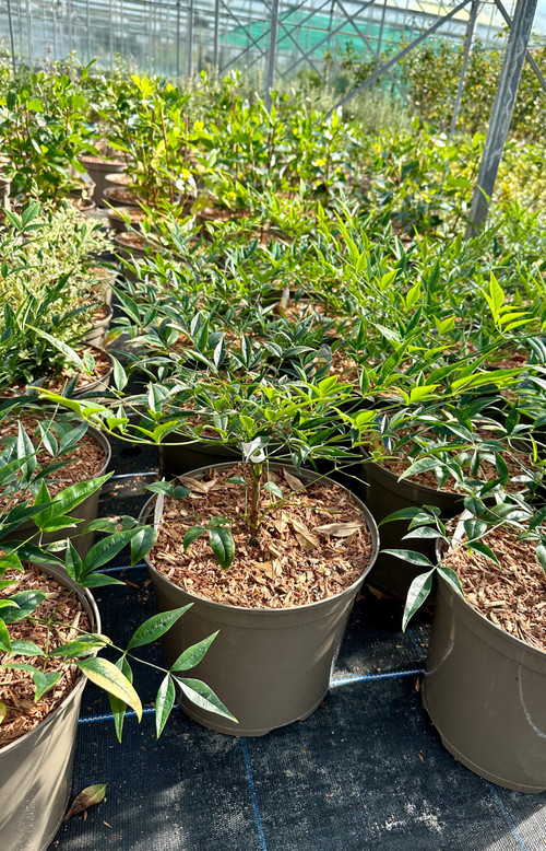 Nandina domestica 'Red Lights' - 10Litre