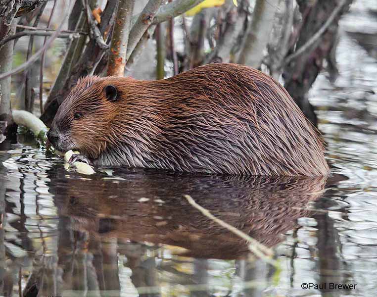 beaver-paulbrewer-.jpg