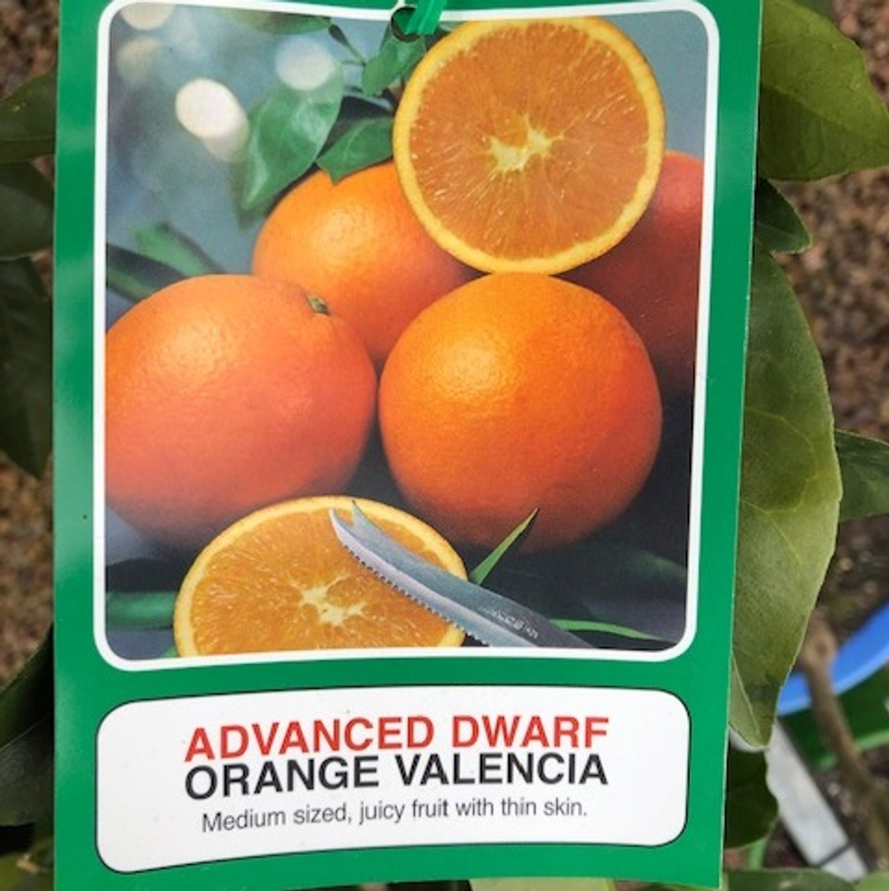 dwarf valencia orange tree