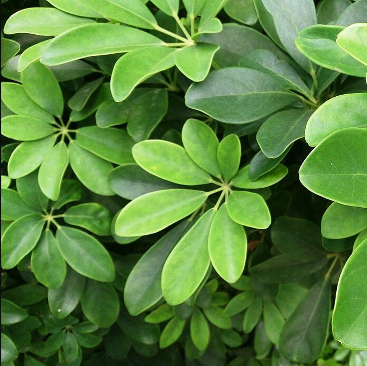 Schefflera Arboricola Dwarf Umbrella Tree