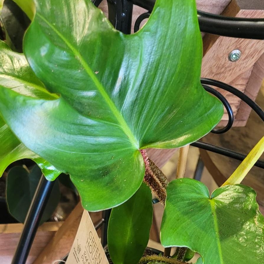 Philodendron squamiferum (Red Bristle Philodendron)