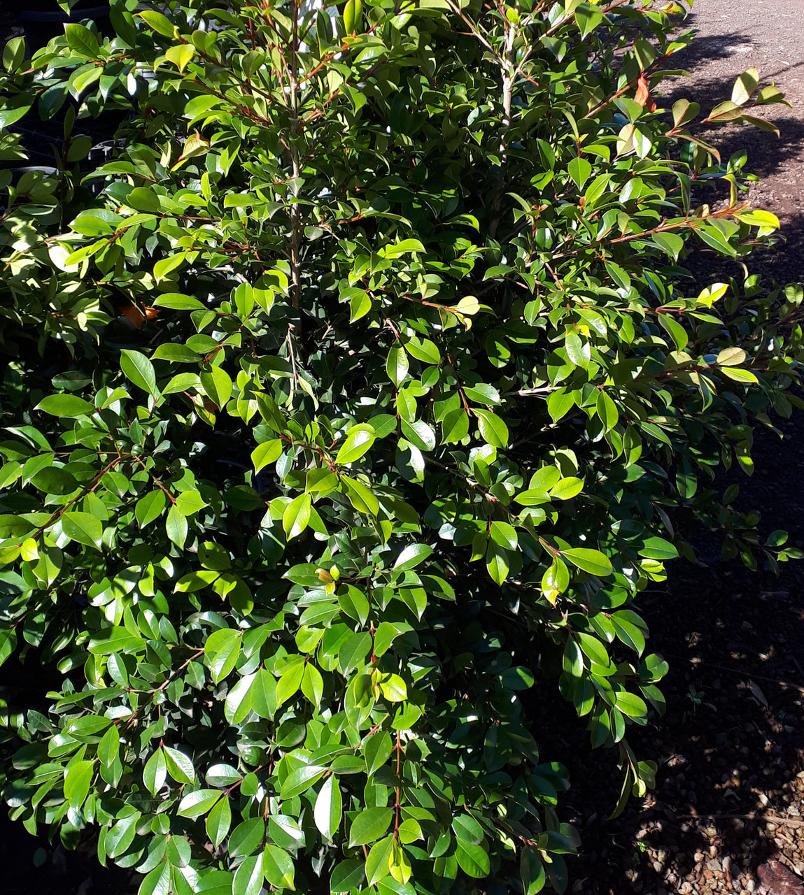 Lilly Pilly Backyard Bliss Grow Master Heatherton