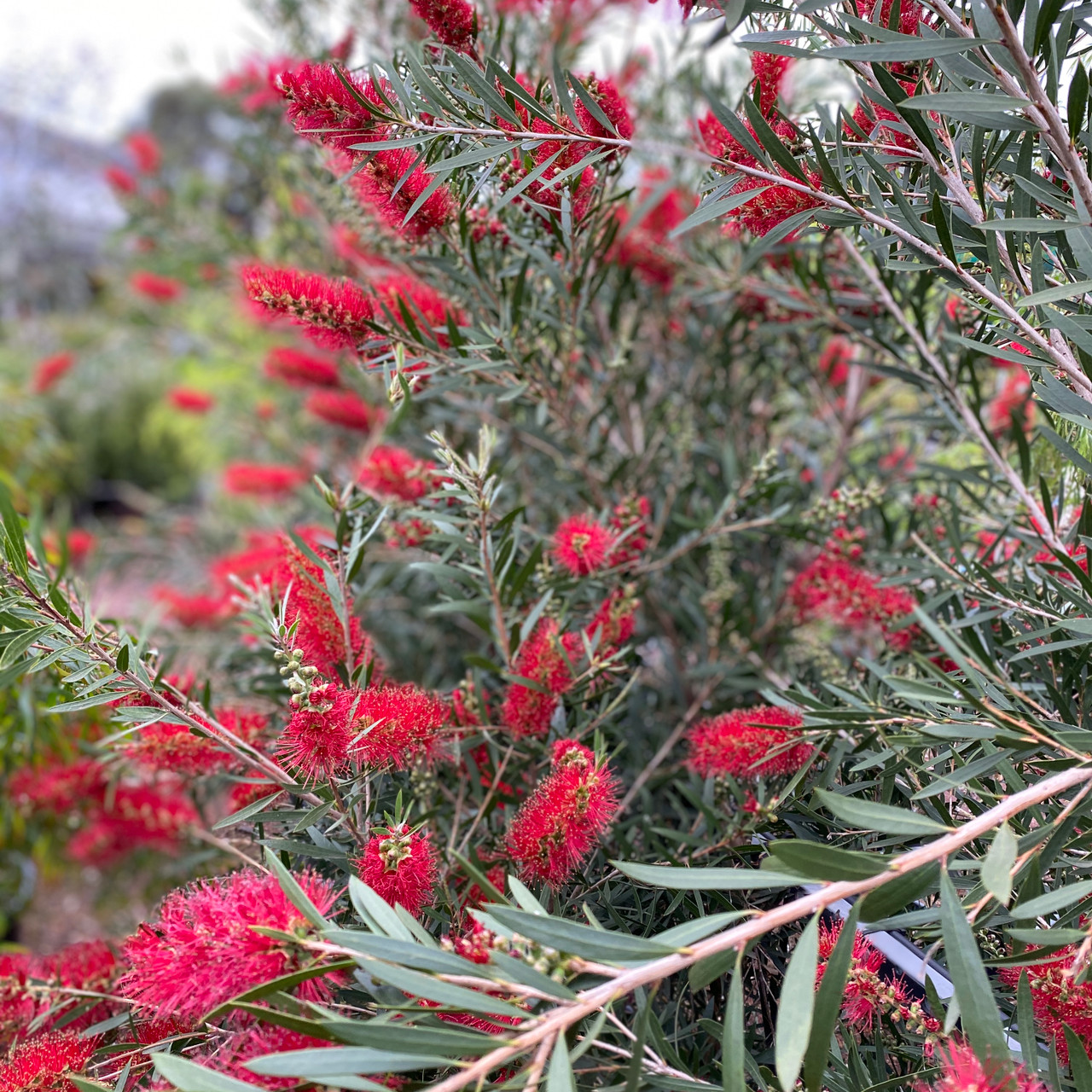 White bottlebrush Black and White Stock Photos  Images  Alamy