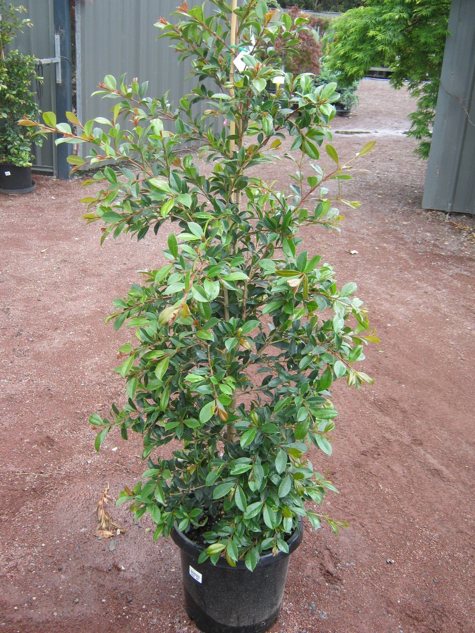 Lilly Pilly Backyard Bliss 30cm Grow Master Heatherton