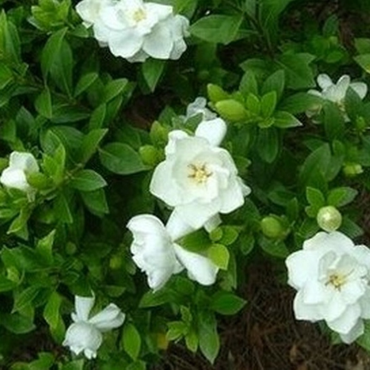 Image of Gardenia florida radicans flowers