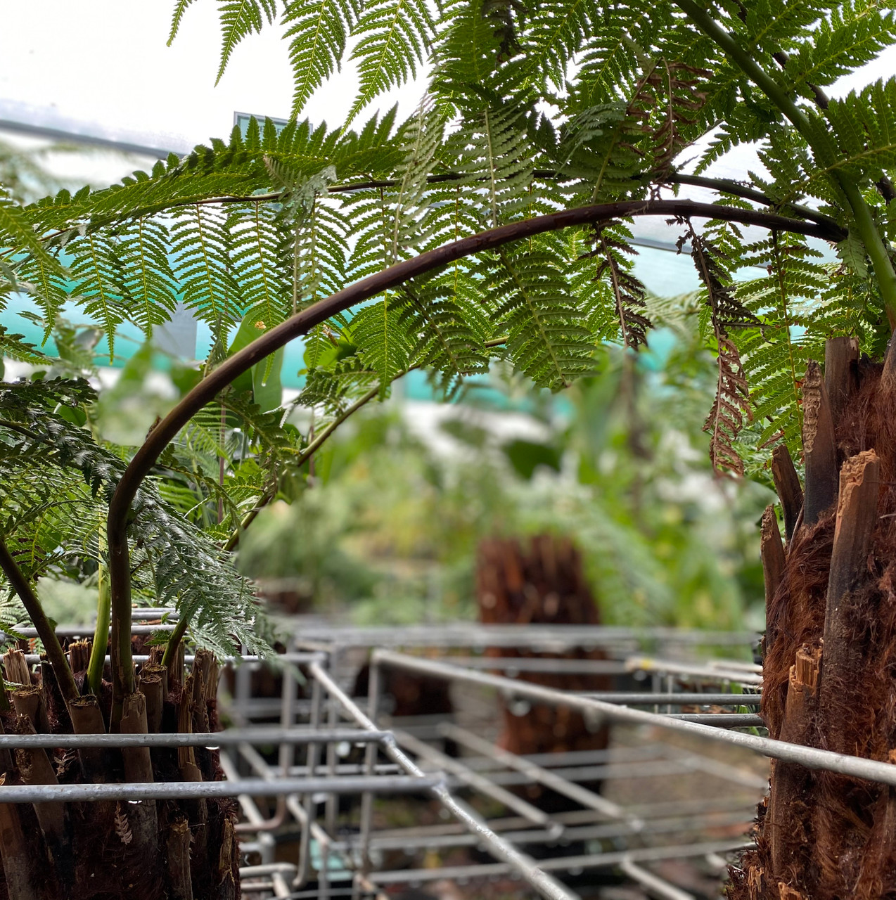 Tree Fern Tasmanian Tree Fern