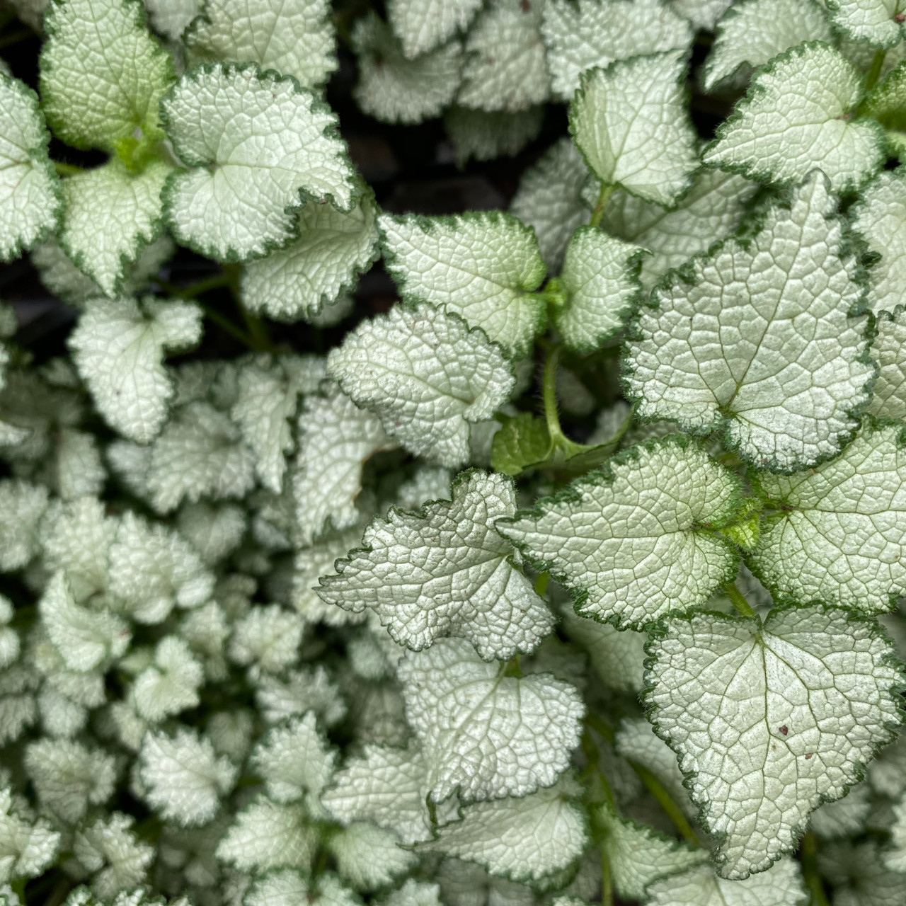 Lamium - Varieties