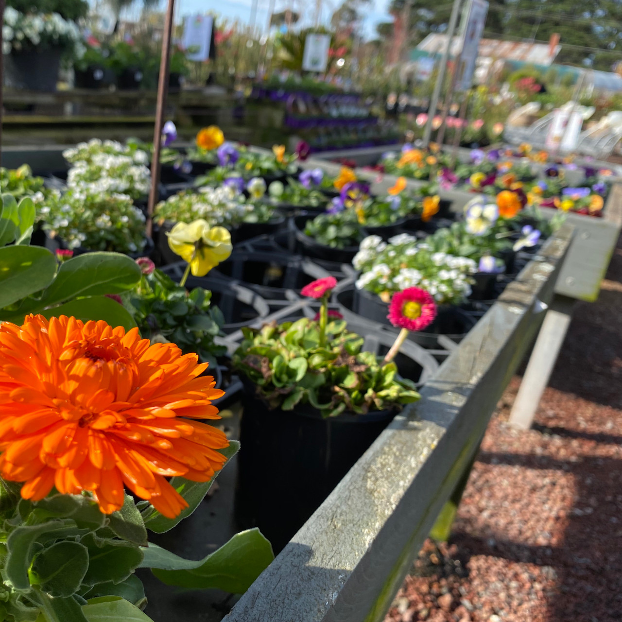 Assorted Potted Colour
