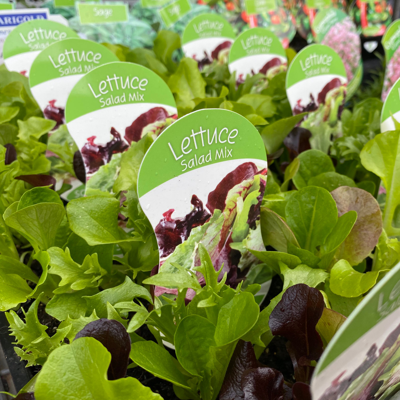 Lettuce Salad Mix