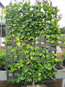 Lemon - Espalier Eureka (large) Lemon - Espalier Eureka (large)