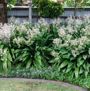 Arthropodium - Matapouri Bay