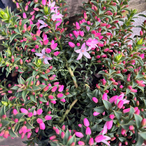 Philotheca - Cascade of Stars Philotheca - Cascade of Stars
