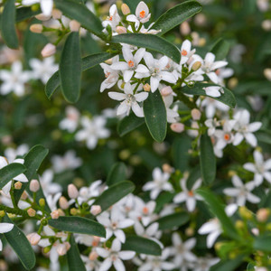 Philotheca - Profusion Philotheca - Profusion