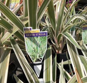 Dianella - Varieties