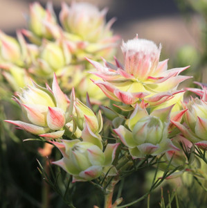 Serruria Florida -Pretty in pink