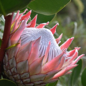 Protea - Varieties Protea - Varieties