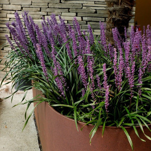 Liriope - Evergreen Giant