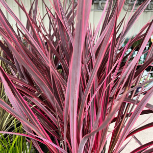 Cordyline - Varieties
