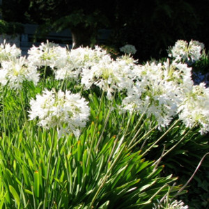 Agapanthus Dwarf - Varieties Agapanthus Dwarf - Varieties