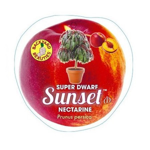 Nectarine - Super Dwarf Sunset
