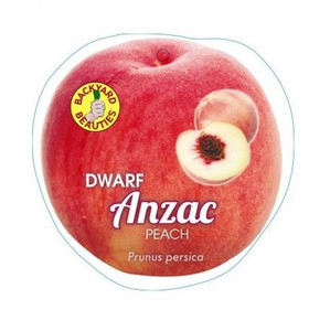 Peach - Dwarf Anzac