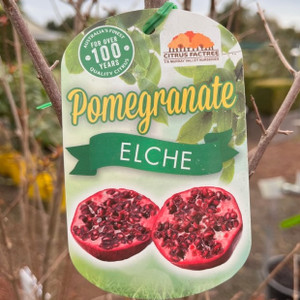 Pomegranate Pomegranate