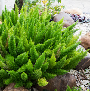 Asparagus Myersii - Foxtail Fern