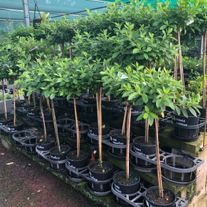 Azalea - Standard Azalea - Standard