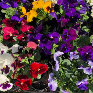 Pansies Pansies