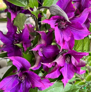 Clematis - Varieties Clematis - Varieties