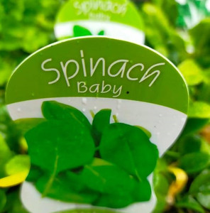 Spinach - Varieties Spinach - Varieties