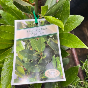Laurus Nobilis - Bay Tree Laurus Nobilis - Bay Tree