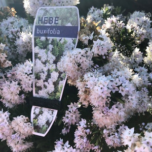 Hebe - Buxifolia Hebe - Buxifolia