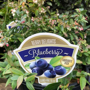 Blueberry - Varieties Blueberry - Varieties