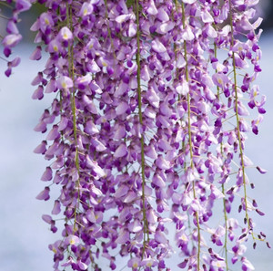 Wisteria - Double Japanese