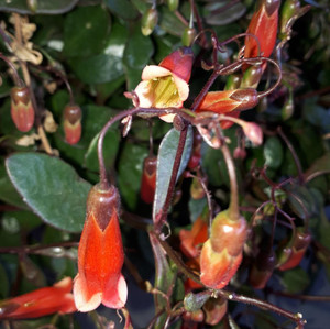 Kalanchoe -  Freedom Bells