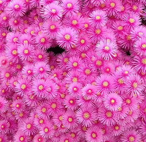 Lampranthus - Pink Explosion Lampranthus - Pink Explosion