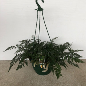 Davallia - Rabbits Foot Fern