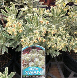 Silver Swan Silver Swan