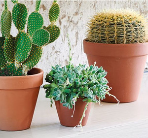 Terracotta - Pots & Saucers