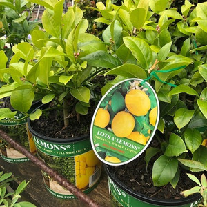 Lemon - Patio Lemons - Dwarf Meyer Lemon - Patio Lemons - Dwarf Meyer