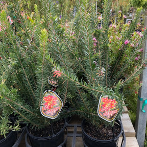 Grevillea - Fireworks 'PBR'