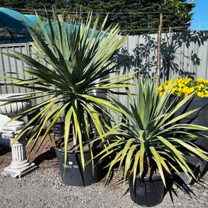 Dragon Tree - Dracaena Draco Dragon Tree - Dracaena Draco