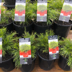 Acacia Cognata - Mini Cog